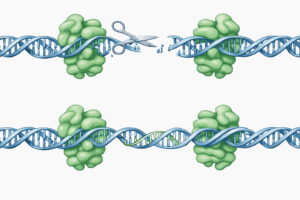 Porównanie mechanizmów edycji genów – CRISPR-Cas9 wymaga cięcia DNA, rekombinazy LSR projektowane przez AI EDEN wstawiają geny bez pęknięć dwuniciowych